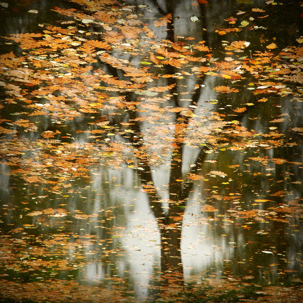 tree reflection 16 x 16Tony-Reed-Photography-YTorkshire-Landscape-Photographer.jpg