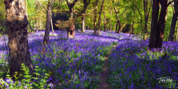 luebell-woods-ilkleyTony-Reed-Photography-Ilkley-Bluebell-Woods