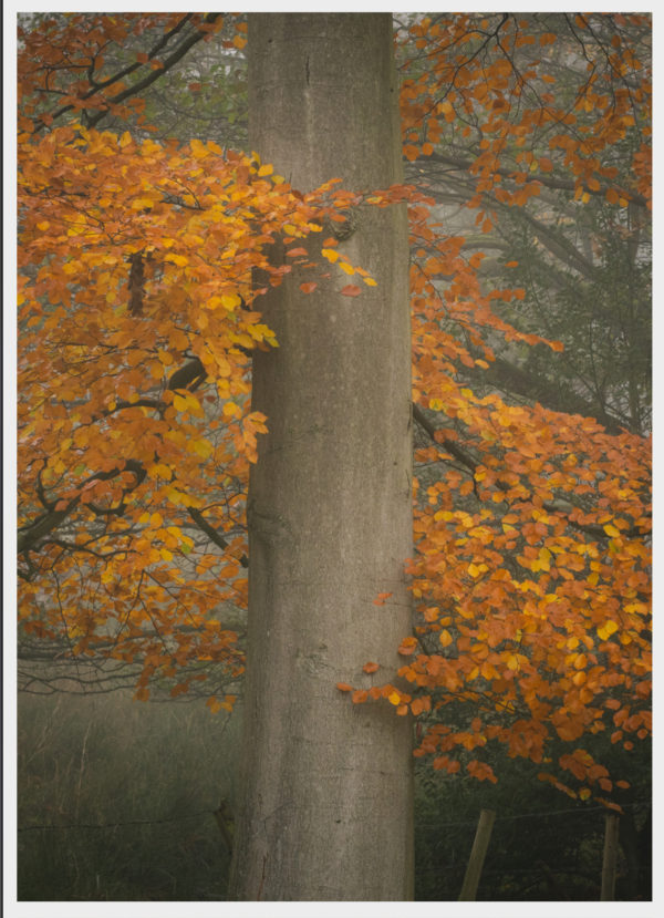 Tony-Reed-Photography-Greetings-Cards-Hag-Farm-Road