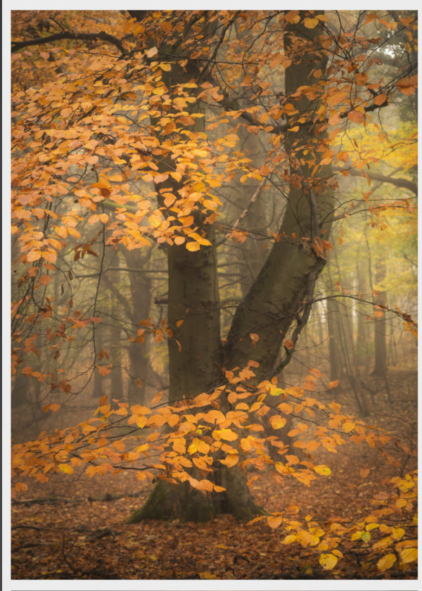 Tony-Reed-Photography-Greetings-Cards-Hag-Farm-Road3