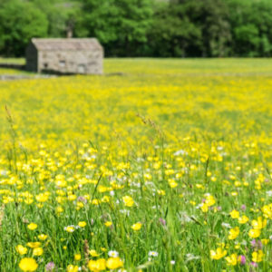 Tony-reed-photography-swaledale-workshop