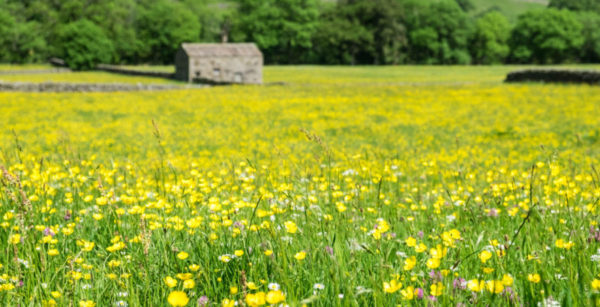 Tony-reed-photography-swaledale-workshop